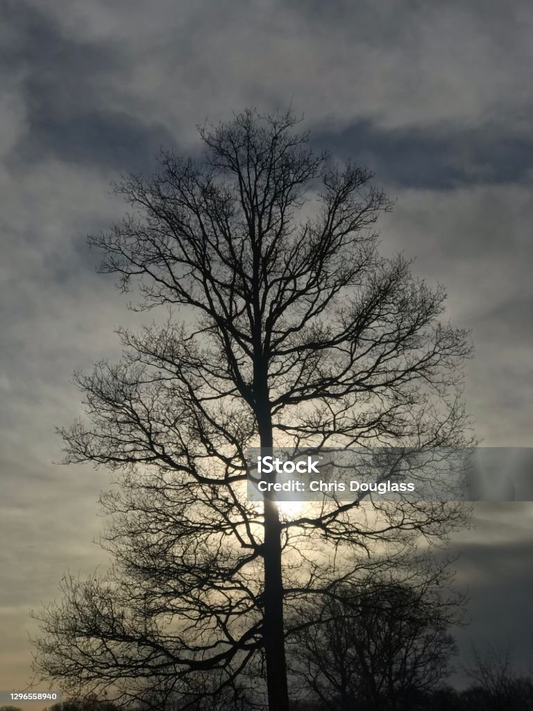 Impoding Tree Silhouette Imposing Tree Stock Photo - Download Image Now ...
