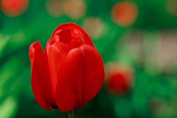 istock The red tulip flower background is blurred 1296562145