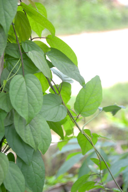 istock Green vine plant with blurry background 1296563277