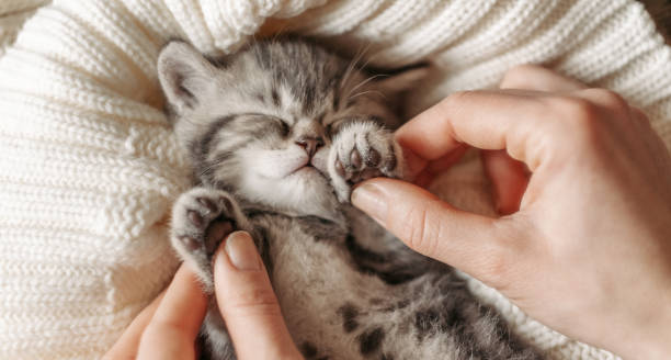 istock Cute little tabby kitten sleeps in the female palms 1296565621