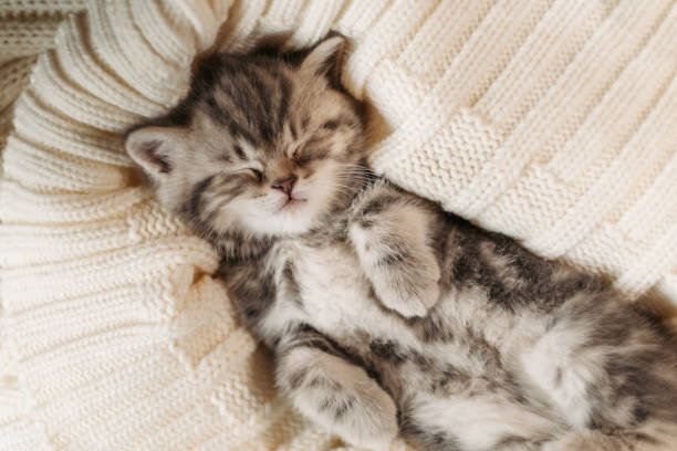 istock Cute little tabby kitten sleeping in a knitted blanket 1296565628