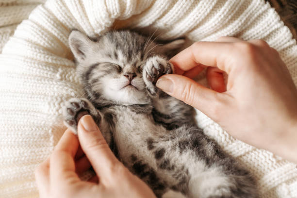 istock Cute little tabby kitten sleeps in the female palms 1296565659