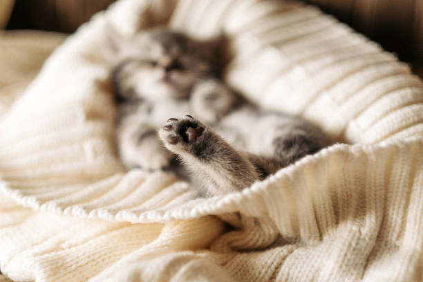 istock Cute little tabby kitten sleeping in a knitted blanket 1296565662