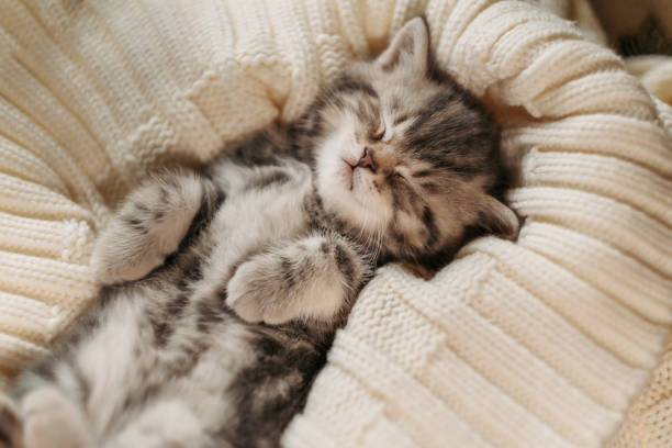 istock Cute little tabby kitten sleeping in a knitted blanket 1296565666