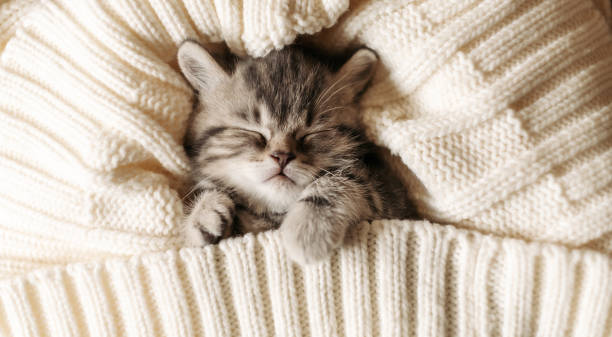 istock Cute little tabby kitten sleeping in a knitted blanket 1296565706