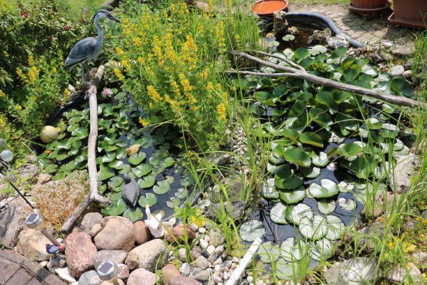 punctata de lysimachia à un étang dans le jardin, allemagne - punctata photos et images de collection