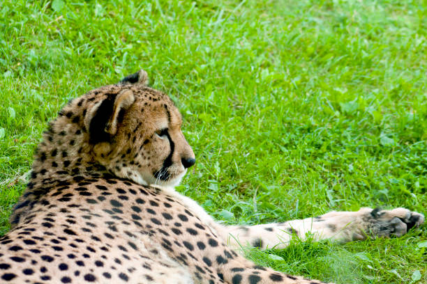 istock Profile of a cheetah in captivity. 1296566873