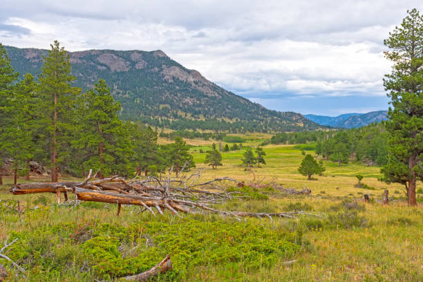 istock Upper Beaver Meadows in the Mountains 1296568130