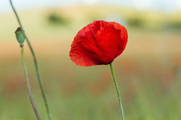 istock Red poppy flower 1296568305