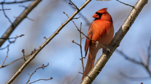 istock Big Male Red Cardinal Bird 1296569031