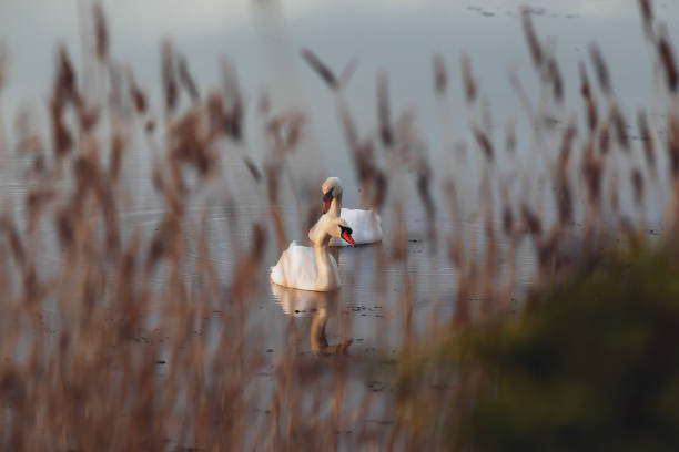 swans - lagarde imagens e fotografias de stock