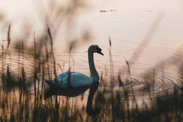 swan at sunset - lagarde imagens e fotografias de stock