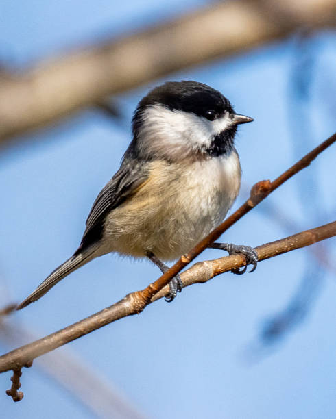 istock Virginia Chickadee bird on a branch 1296570399