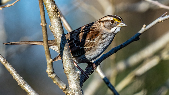 Sparrow bird in the branches