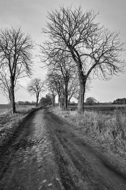 istock A dirt road paved with stones and deciduous trees during autumn 1296570724