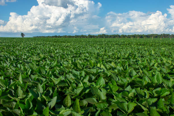 plantación de soja en el estado de mato grosso do sul, brasil - photography cloud plantation plant fotografías e imágenes de stock