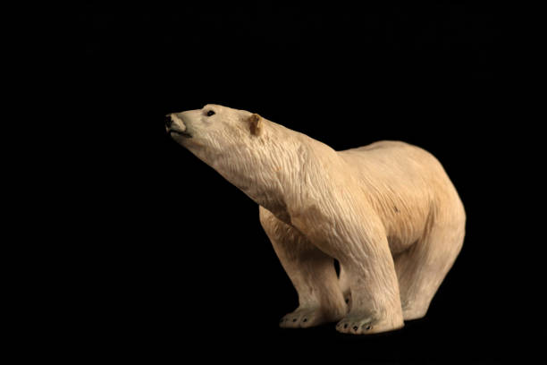 istock portrait of polar bear isolated on black background. environment concept. Horizontal image 1296573824
