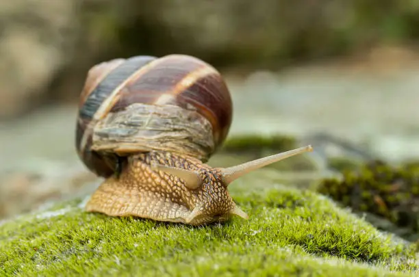 Snail Achatina fulica moves on the moss.