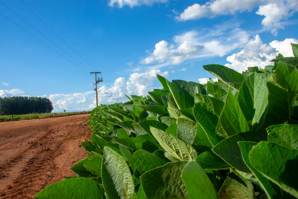 soy plantation in the state of Mato Grosso do Sul, Brazil stock photo
