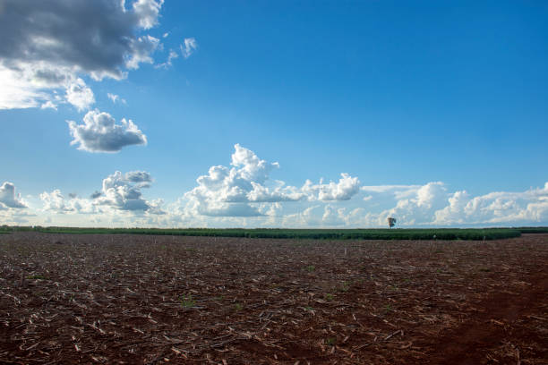 soy plantation in the state of Mato Grosso do Sul, Brazil stock photo