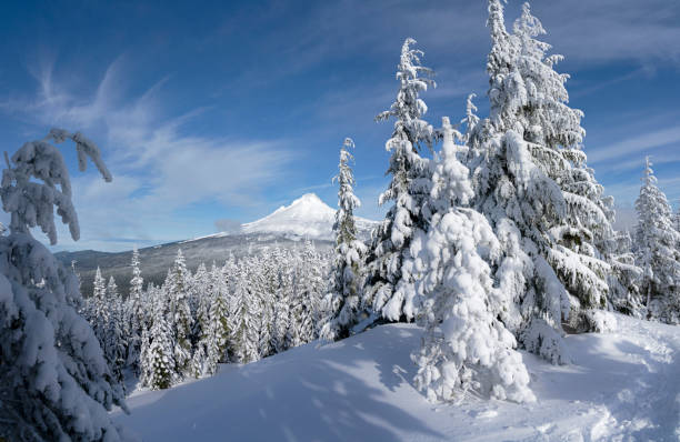 istock Mt Hood and trees covered in fresh snow 1296577437