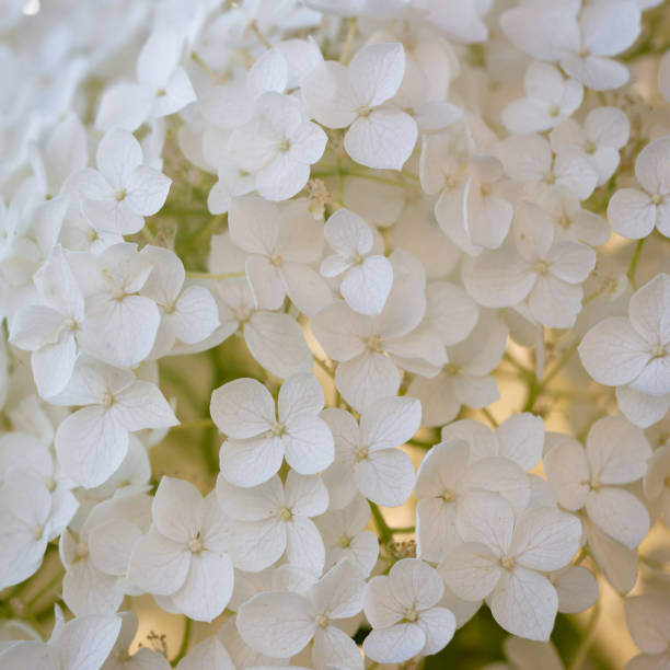 istock Sphere-shaped white bloom of a hydrangea plant 1296579586