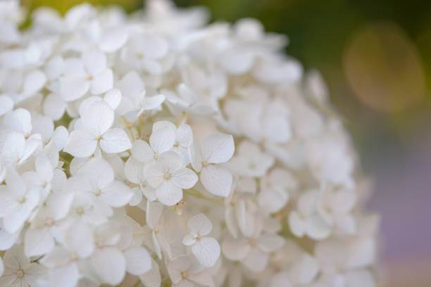 istock Macro close-up of a white hydrangea bloom 1296579638