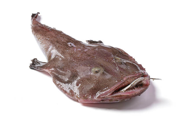istock Monkfish with a fish in the mouth 1296580755