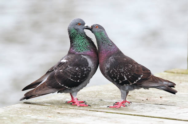 istock 2 pigeons standing on pier, appear to be having a conversation 1296583651