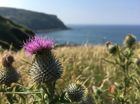 A purple thistle blooming on the Banffshire coastline, Scotland