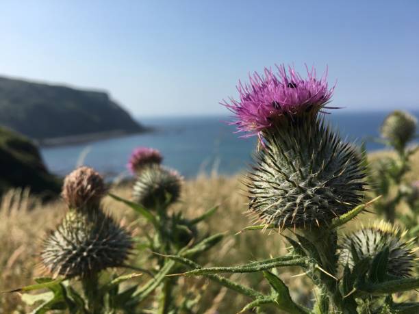 Scottish thistle by the sea stock photo