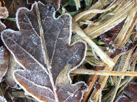 Frosty oak leaf on forest floor with veins clearly visible.