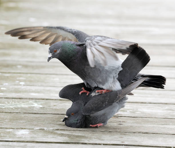 istock 2 pigeons reproducing on the pier 1296585443