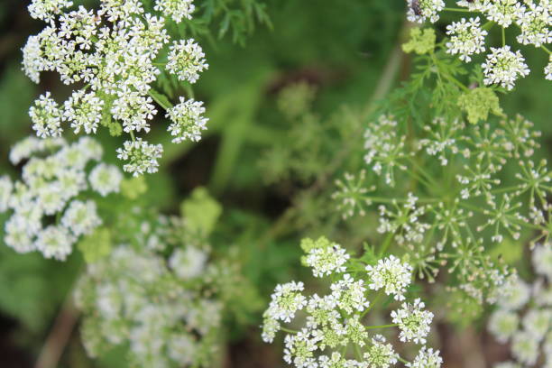 istock close up of a flower 1296585663