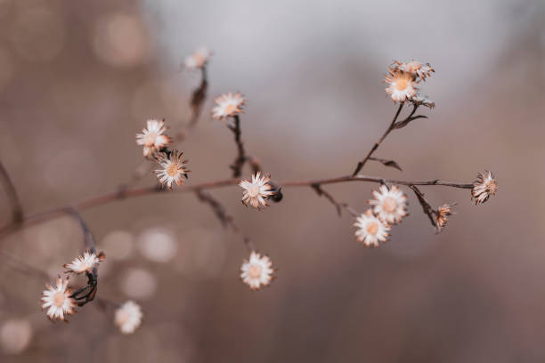 Dried out flowers