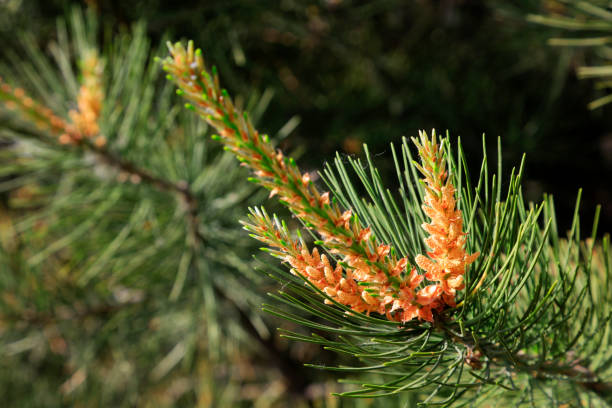 istock Pine flowers in the wild 1296587324
