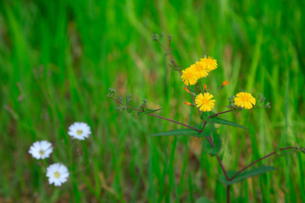 Lactuca indica in nature