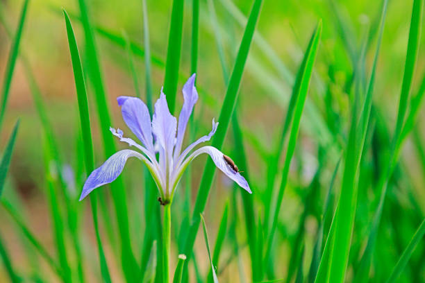 Iris flower is in the field