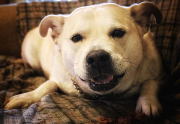 istock Getting a Dog Treat 1296588240