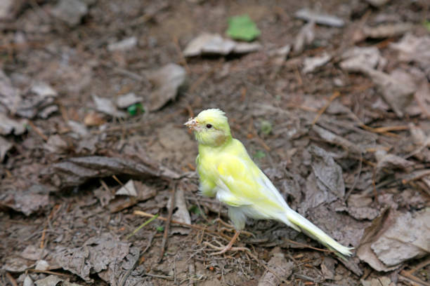 White jade birds in the natural state