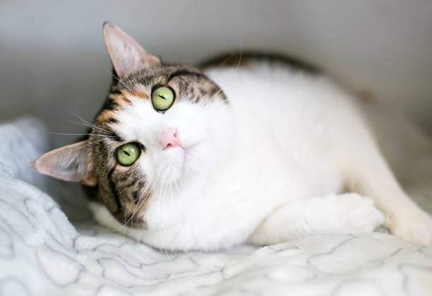 istock A shorthair cat with calico tabby and white markings relaxing 1296589148