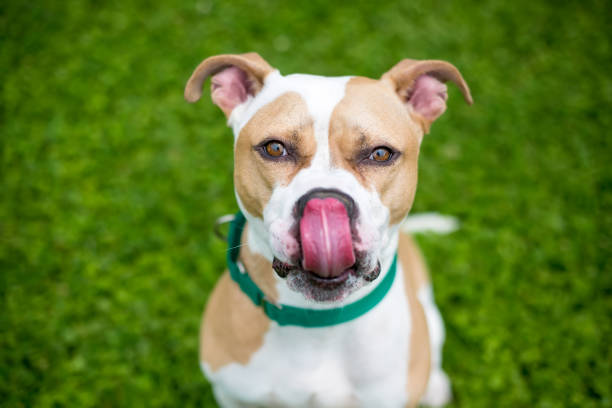 istock A Pit Bull Terrier mixed breed dog licking its lips 1296589247