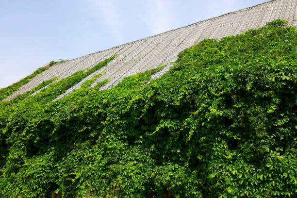 Parthenocissus on the roof
