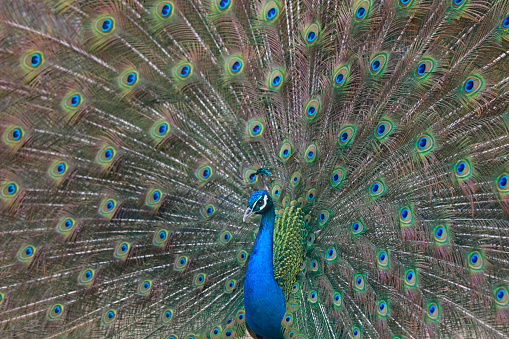 peacock in a farm