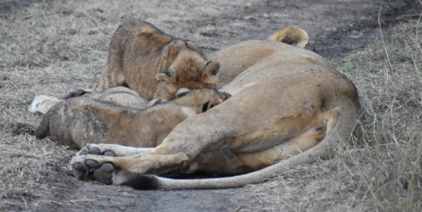 istock Lioness with 4 cubs, Kenya 1296591735