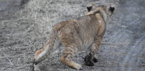 istock Lioness with 4 cubs, Kenya 1296591945