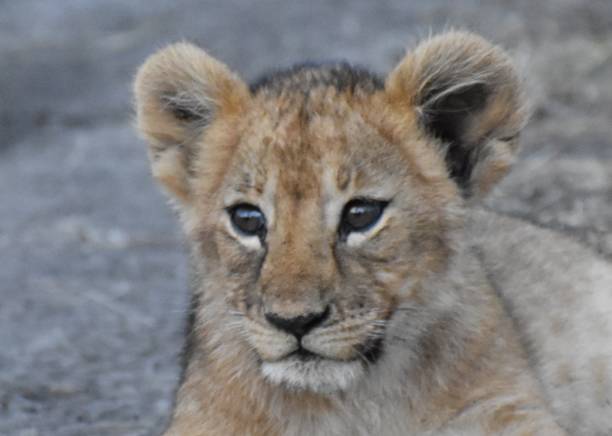 istock Lioness with 4 cubs, Kenya 1296592008
