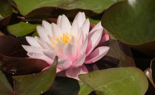 istock Beautiful pink Waterlily in Pond 1296596496