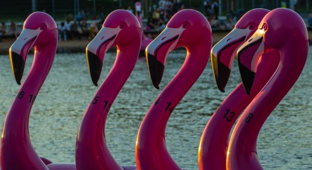 bateaux de flamant rose sur le lac - plastic flamingo photos et images de collection