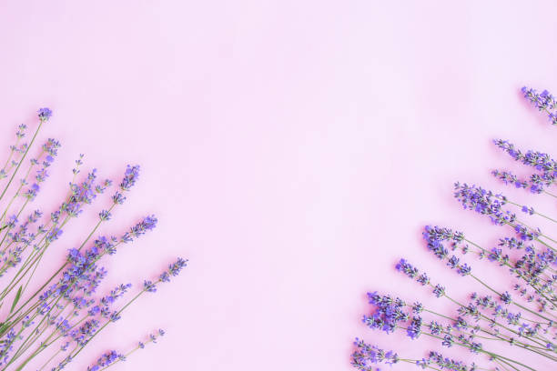 istock Frame made of Fresh lavender flowers Flat lay, 1296601048
